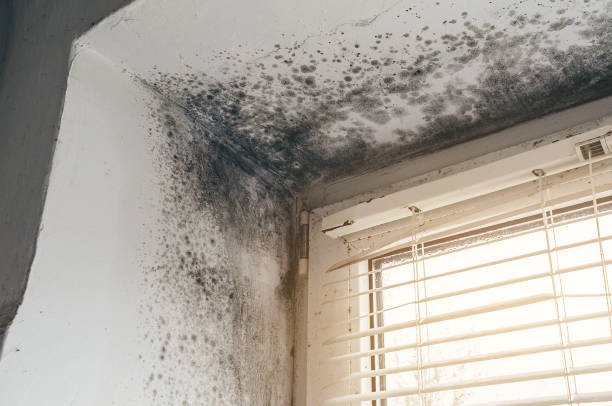 Affordable Black Mold Removal solutions in Smyrna, TN